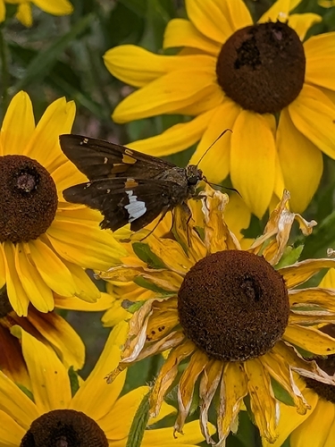 Silver-spotted Skipper