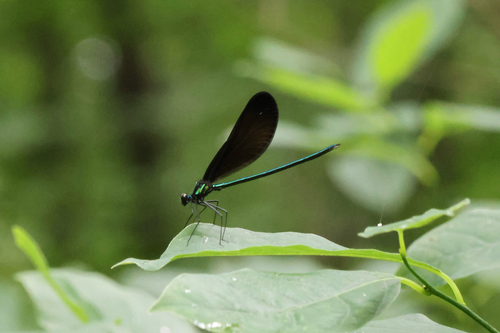 Ebony Jewelwing