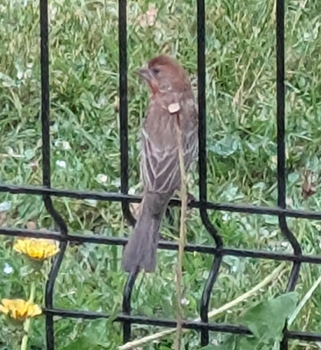 House Finch
