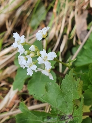 Cardamine trifolia