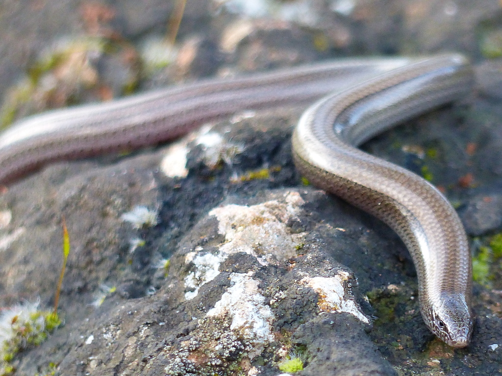 Greek Snake Skink