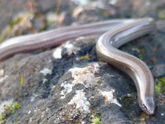 Greek Snake Skink photo 1