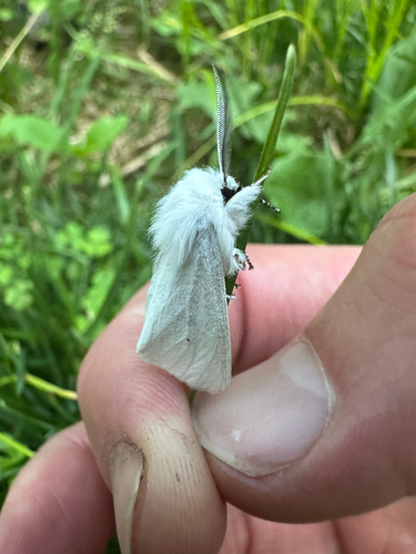 Virginian Tiger Moth