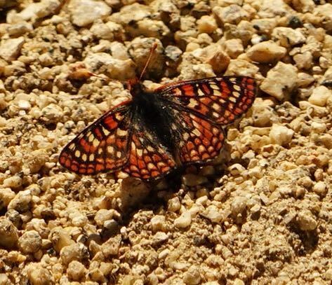 iNaturalist observation photo of Euphydryas