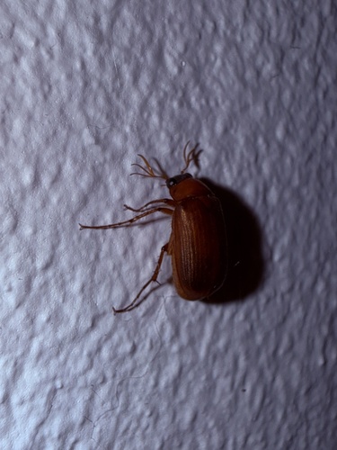 Brown Chafer