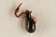 Neobisium carpenteri