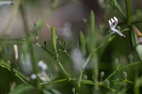 Andrographis paniculata, photograph 4
