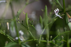 Andrographis paniculata, photograph (c) Alan Bell, some rights reserved (CC BY)