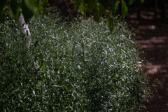 Andrographis paniculata, photograph (c) Alan Bell, some rights reserved (CC BY)
