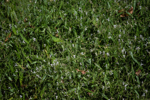 Andrographis paniculata, photograph 5