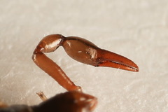 Neobisium carpenteri