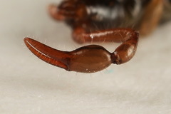 Neobisium carpenteri