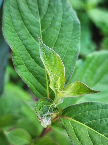 Common Tree Crickets