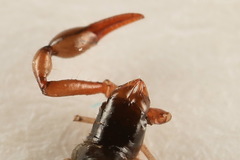 Neobisium carpenteri