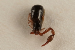 Neobisium carpenteri