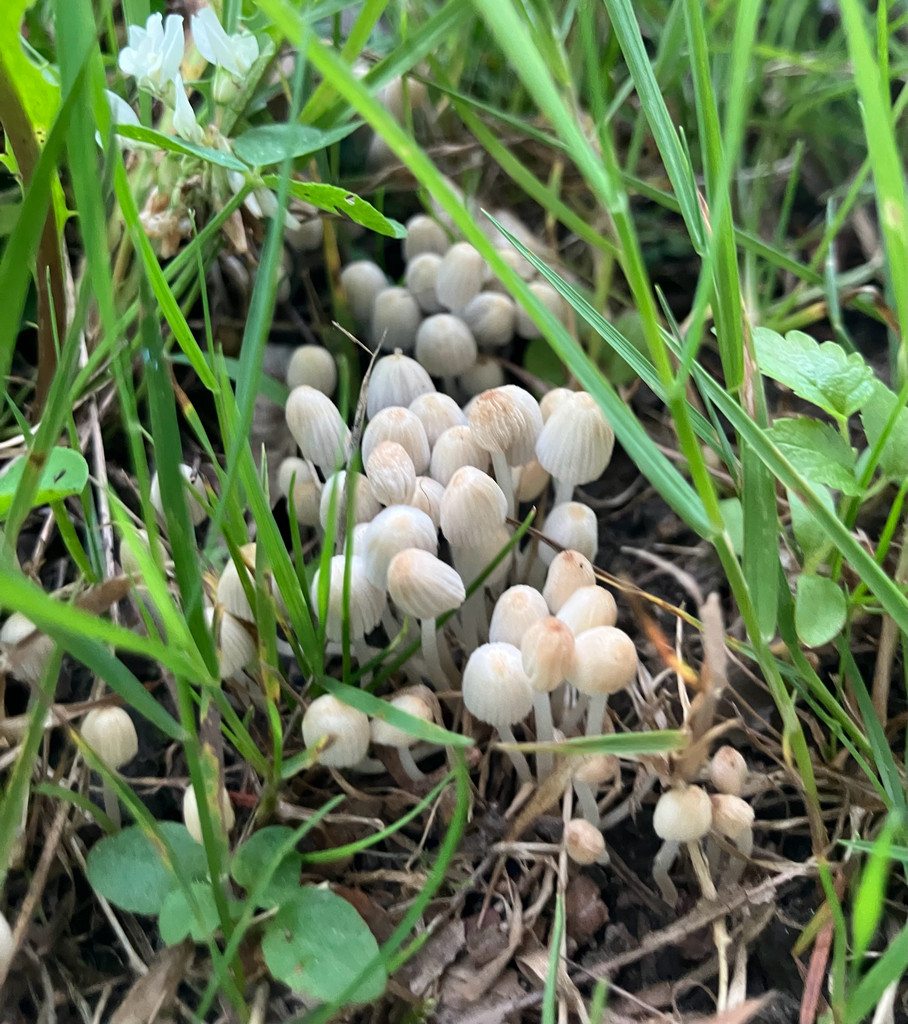 Trooping Crumble Cap · June 2026 · photo: Photo: (c) River Ahlquist, some rights reserved (CC BY) · iNaturalist