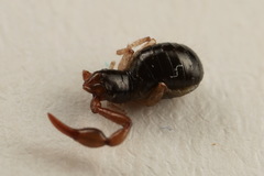Neobisium carpenteri
