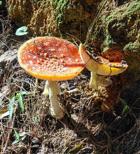 Fly Agaric