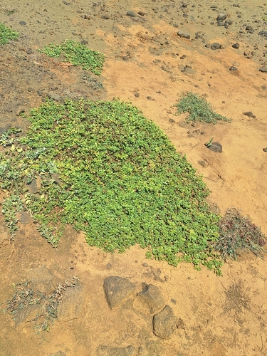 Lipochaeta integrifolia observed 2026-06-24