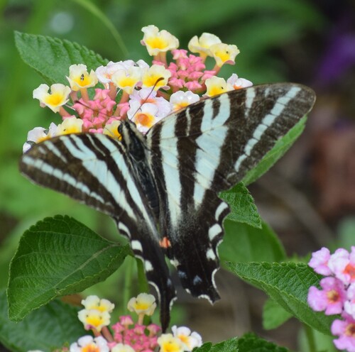 Zebra Swallowtail
