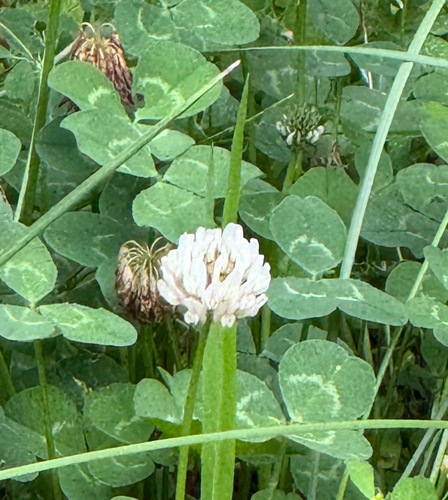 white clover