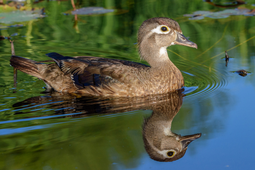 Wood Duck