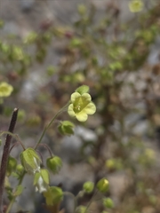 (c) Cristhian Mace, some rights reserved (CC BY) Emmenanthe penduliflora, photograph (c) Cristhian Mace, some rights reserved (CC BY)