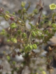 (c) Cristhian Mace, some rights reserved (CC BY) Emmenanthe penduliflora, photograph (c) Cristhian Mace, some rights reserved (CC BY)