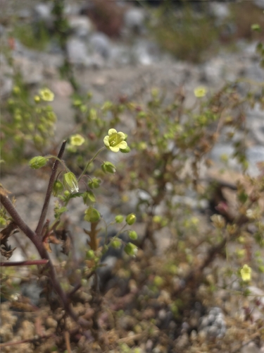 Emmenanthe penduliflora, photograph 5