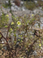 (c) Cristhian Mace, some rights reserved (CC BY) Emmenanthe penduliflora, photograph (c) Cristhian Mace, some rights reserved (CC BY)