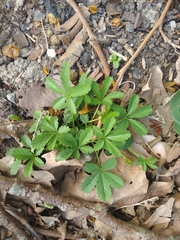 Potentilla reptans