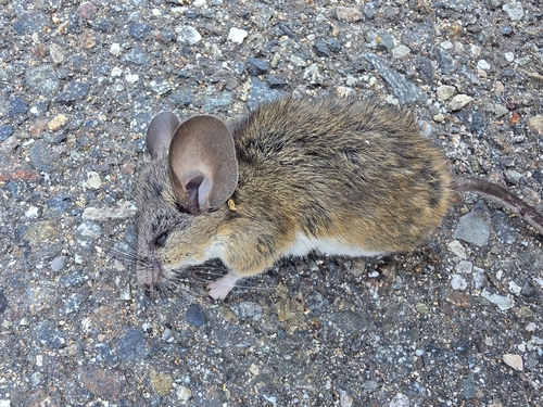 Peromyscus californicus, 2026-06-26