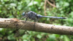 Orthetrum