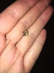 Otiorhynchus sulcatus