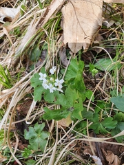 Cardamine trifolia