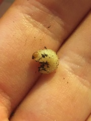 Otiorhynchus sulcatus