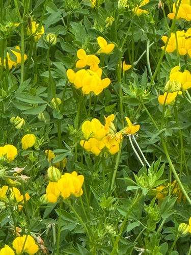 bird's-foot trefoil