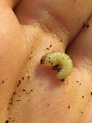 Otiorhynchus sulcatus