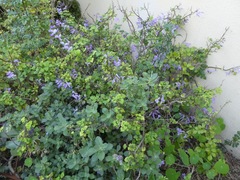Plectranthus saccatus