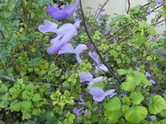 Plectranthus saccatus