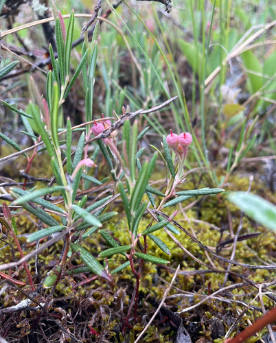 Wild Rosemary