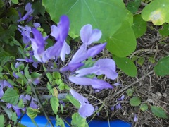 Plectranthus saccatus