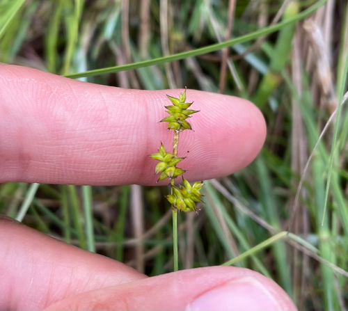 inland sedge