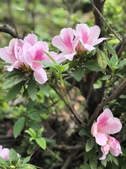 Rhododendron × pulchrum