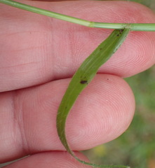 Dactyloctenium australe