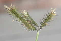 Dactyloctenium australe