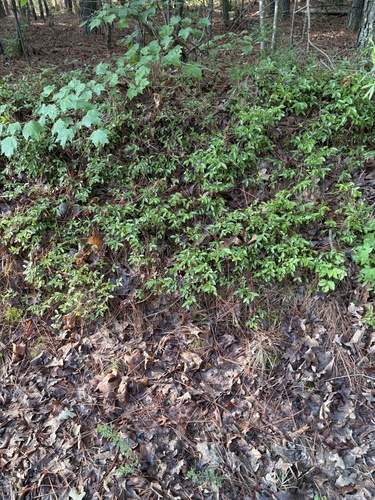 Vaccinium tenellum