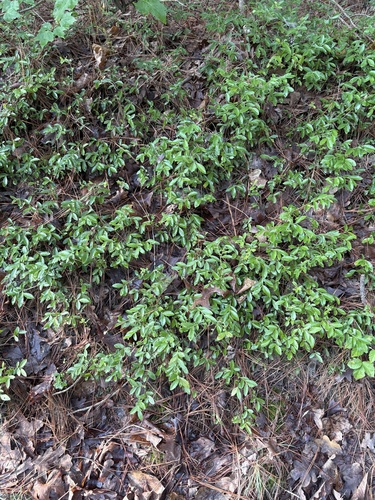 Vaccinium tenellum, photograph 2