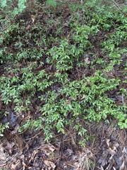 author not stated, no rights reserved Vaccinium tenellum, photograph author not stated, no rights reserved