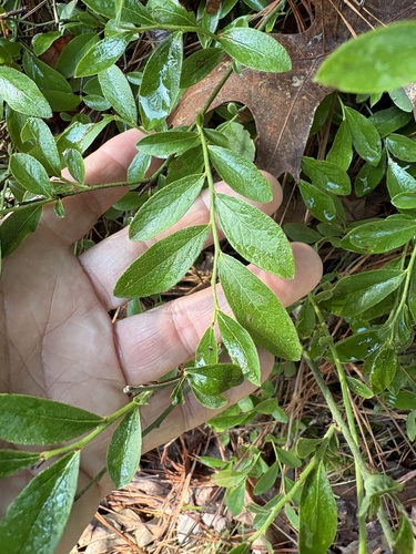 Vaccinium tenellum, photograph 3